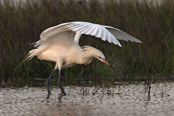 Reddish Egret (White Morph) © Russ Chantler